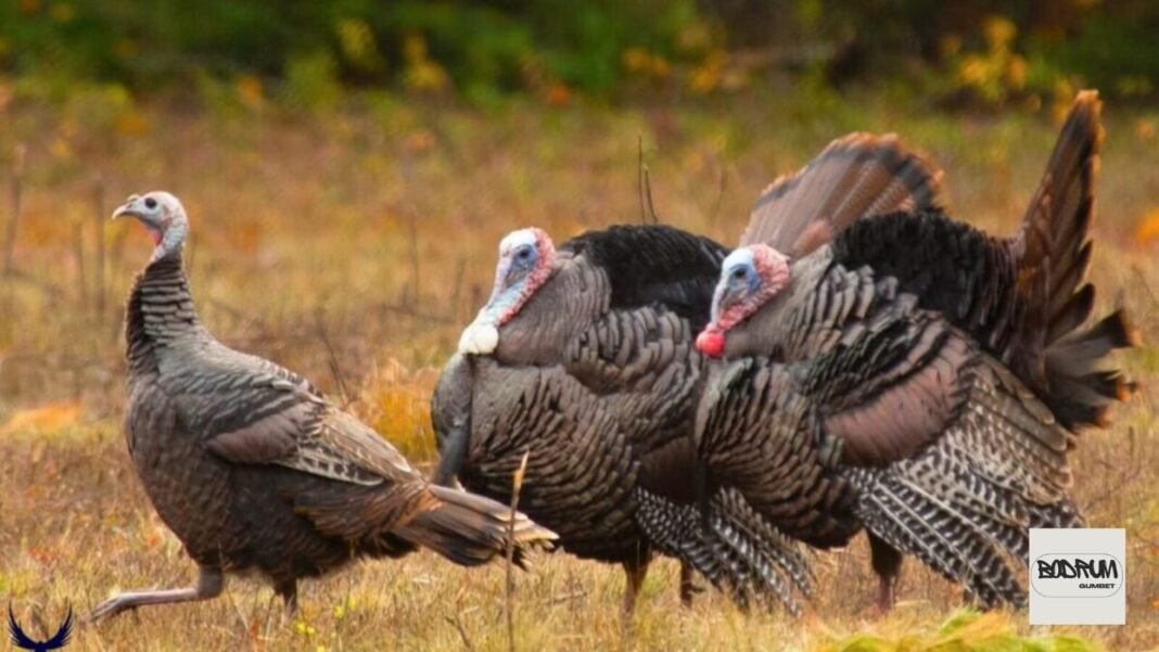 Group of Turkeys Called