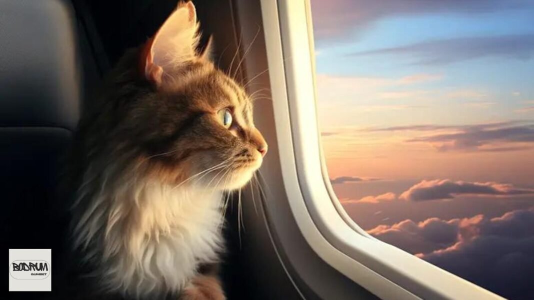 Travel With Cat to Turkey