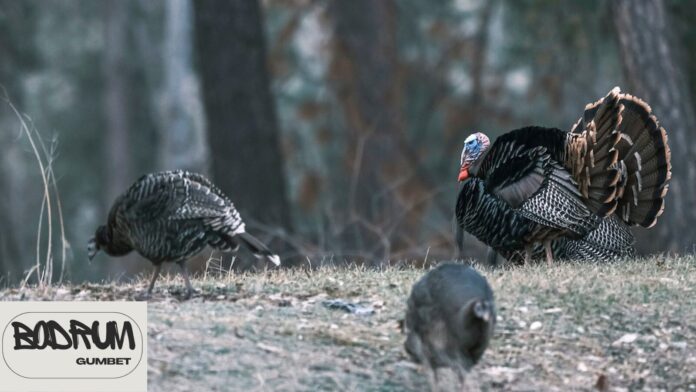 Turkey Eat for Food Turkey Eat for Food