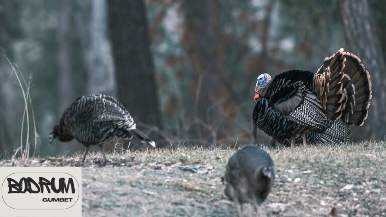 What Does Turkey Eat for Food?