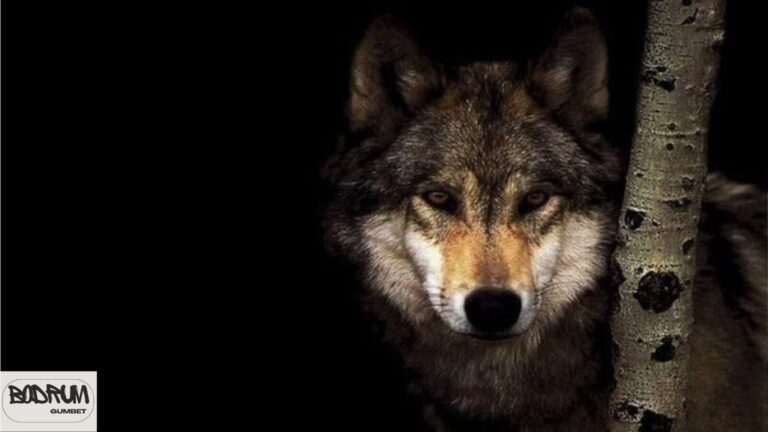 Turkish national animal